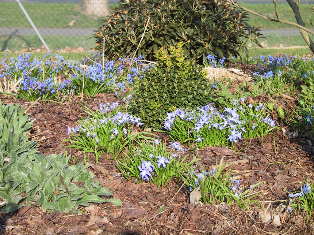 Scilla sibirica + Chionodoxa luciliae 01.jpg